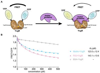 Flagellar brake protein YcgR interacts with motor proteins MotA and FliG to regulate the flagellar rotation speed and direction